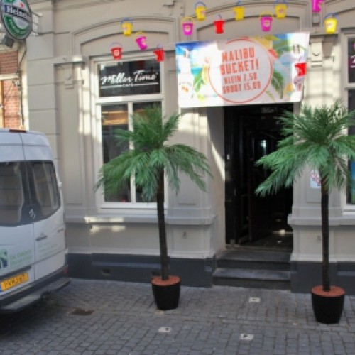Kunstpalmen voor Miller Time Breda Kunstpalmen voor Miller Time Breda