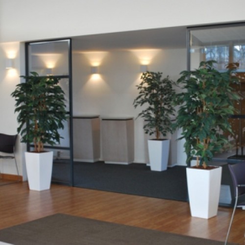 Kunstplanten voor gemeente Den Haag Kunstplanten voor gemeente Den Haag