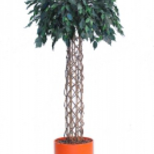 Nieuw Ficus Parasol Nieuw Ficus Parasol