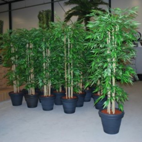 Nieuwe bamboebomen voor Skippyrent Nieuwe bamboebomen voor Skippyrent