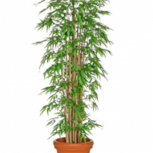 Bamboe de luxe 210cm hoog weer de best verkochte kunstplant van 2009 Bamboe de luxe 210cm hoog weer de best verkochte kunstplant van 2009