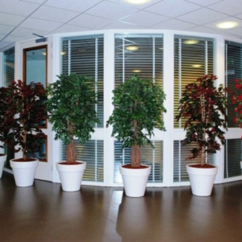 Nieuwe kunstplanten voor zorgcentrum Maartenshof te Groningen.