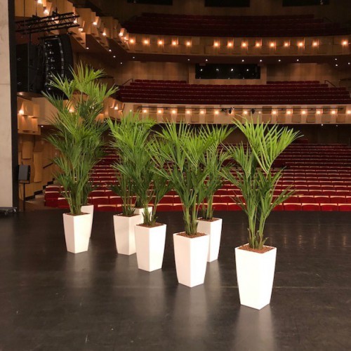 Kunst Kentia palmen voor DNK theater te Assen Kunst Kentia palmen voor DNK theater te Assen