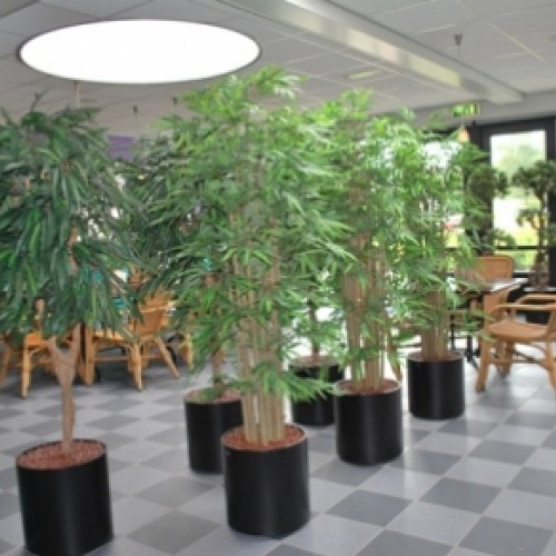 Nieuwe kunstplanten voor Sportcentrum de Meent in Huizen Nieuwe kunstplanten voor Sportcentrum de Meent in Huizen