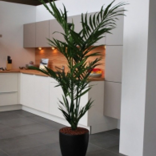 Kunstplanten voor Nolte keukens Groenlo Kunstplanten voor Nolte keukens Groenlo