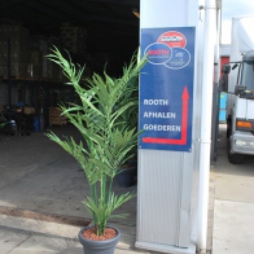 20 nieuwe kentiapalmen voor Rooth catering! 20 nieuwe kentiapalmen voor Rooth catering!