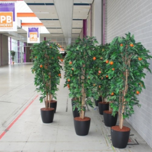 Sinaasappelbomen voor de Prins Bernardhoeve! Sinaasappelbomen voor de Prins Bernardhoeve!