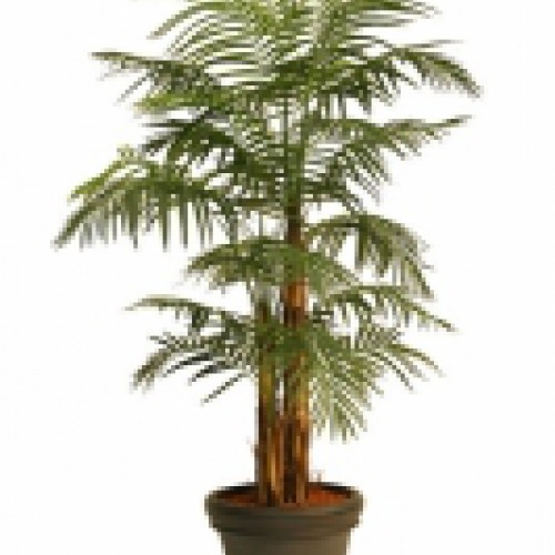 Nieuwe Areca palm