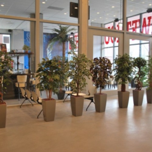 Acht nieuw kunstplanten voor Sporthal Wethouder Verheij te Amsterdam Acht nieuw kunstplanten voor Sporthal Wethouder Verheij te Amsterdam