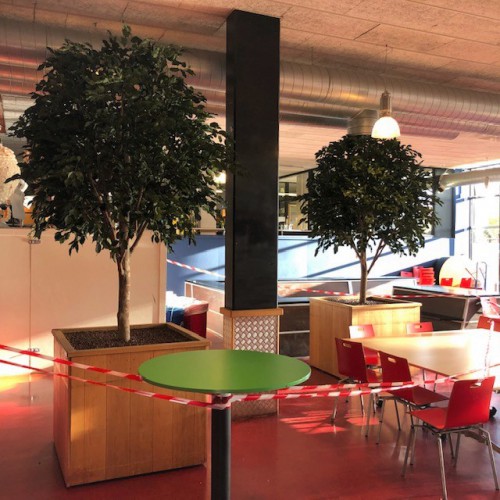 Grote kunst ficussen voor Geuzen college te Vlaardingen Grote kunst ficussen voor Geuzen college te Vlaardingen