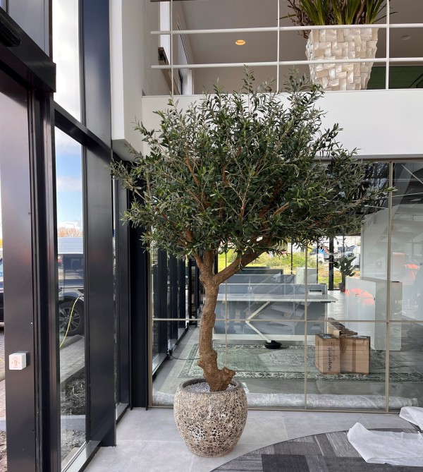 Mooie kunst Olijfboom geleverd! Mooie kunst Olijfboom geleverd!