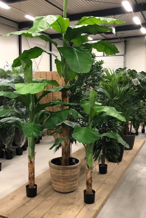 Kunst bananenboom kopen: 3 bijzondere voorbeelden Kunst bananenboom kopen: 3 bijzondere voorbeelden