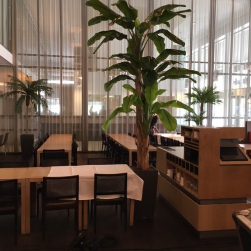 Kunstpalmen en kunstplanten voor Café-Restaurant Dauphine te Amsterdam Kunstpalmen en kunstplanten voor Café-Restaurant Dauphine te Amsterdam