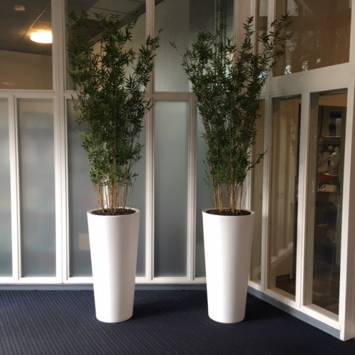 Kunstplanten voor ROC ter AA in Helmond Kunstplanten voor ROC ter AA in Helmond