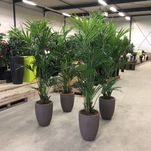 Kunstplanten en kunstpalmen voor Veenendaal Catering uit Amersfoort. Kunstplanten en kunstpalmen voor Veenendaal Catering uit Amersfoort.