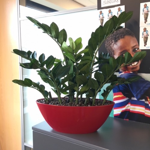 Op het kantoor bij Kalff te Almere staan de nieuwe kunstplanten er mooi bij