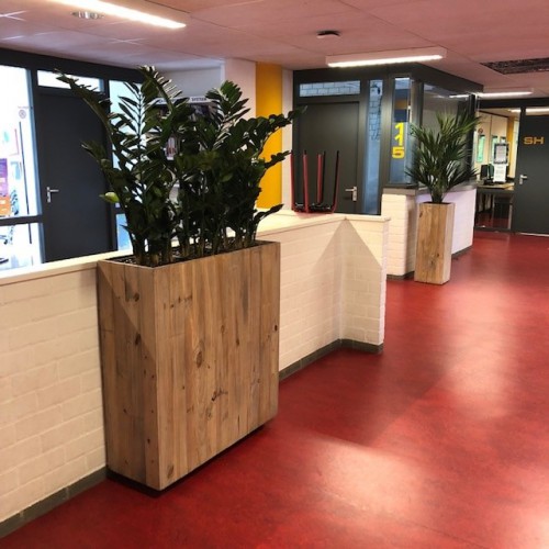 Kunstplanten voor Oosterlicht College Nieuwegein. Kunstplanten voor Oosterlicht College Nieuwegein.