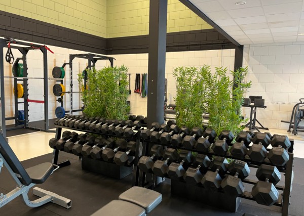 Kunstbamboe planten geleverd aan Elite performance te Almere Kunstbamboe planten geleverd aan Elite performance te Almere