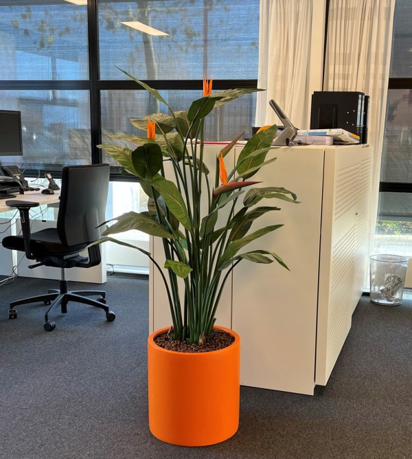 Een echte of kunst Strelitzia kopen? Onze vergelijking op 5 punten Een echte of kunst Strelitzia kopen? Onze vergelijking op 5 punten