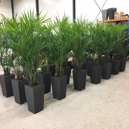 Kunst kentia palmen voor Party verhuur Dekker Kunst kentia palmen voor Party verhuur Dekker