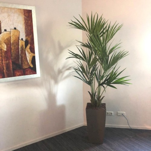Kunstplanten voor de nieuwe kantoorruimte van Groothuisbouw te Emmeloord Kunstplanten voor de nieuwe kantoorruimte van Groothuisbouw te Emmeloord