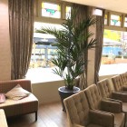 Belami-kentia-2 Belami-kentia-2