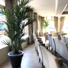 Belami-kentia-3 Belami-kentia-3