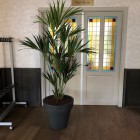 Belami-kentia-4 Belami-kentia-4