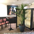 Belami-kentia-5 Belami-kentia-5