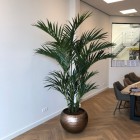 Kentia 225 XL-1 (2) Kentia 225 XL-1 (2)