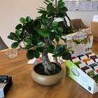 Kunst-Bonsai-1 (2) Kunst-Bonsai-1 (2)