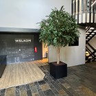 Kunst Ficus boom 3 meter hoog