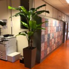 Kunst-bananenboom-a (2) Kunst-bananenboom-a (2)