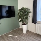 Kunst ficus Exotica kunstplant in sierpot