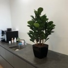 Kunst-ficus -lirata.1 (2) Kunst-ficus -lirata.1 (2)