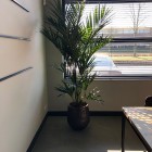 Kunstplanten Studio DWP-7 Kunstplanten Studio DWP-7