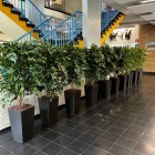 Kunstplanten de Segbroek College 1 Kunstplanten de Segbroek College 1