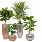 Mooie plantenbakken met grote  kunstplanten Mooie plantenbakken met grote  kunstplanten