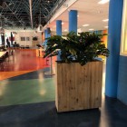 Oosterlicht College kunstplanten 10 Oosterlicht College kunstplanten 10