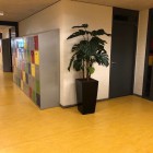 Oosterlicht College kunstplanten 4 Oosterlicht College kunstplanten 4