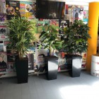 Oosterlicht College kunstplanten 9 Oosterlicht College kunstplanten 9