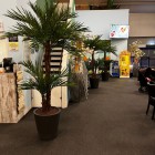 kunstpalmen Beestenboel 1 kunstpalmen Beestenboel 1