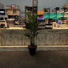 kunstpalmen Beestenboel 2 kunstpalmen Beestenboel 2