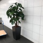 Kunstplanten Mac Car Wash te Amersfoort Kunstplanten Mac Car Wash te Amersfoort