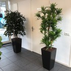 Kunstplanten Mac Car Wash te Amersfoort Kunstplanten Mac Car Wash te Amersfoort
