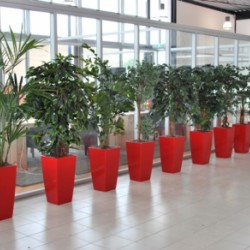Nieuwe kunstplanten voor JPB Logistics te Veendam