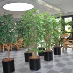 Nieuwe kunstplanten voor Sportcentrum de Meent in Huizen