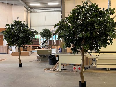 Grote kunst Eikenbomen voor Crejos te Weert Grote kunst Eikenbomen voor Crejos te Weert