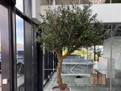 Mooie kunst Olijfboom geleverd! Mooie kunst Olijfboom geleverd!