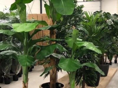 Kunst bananenboom kopen: 3 bijzondere voorbeelden Kunst bananenboom kopen: 3 bijzondere voorbeelden